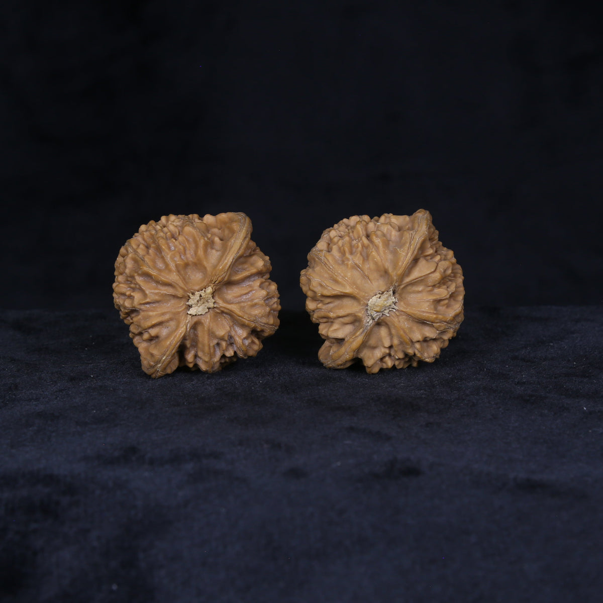 The Sovereign Lantern | “Gong-Deng” Walnut Set 4156