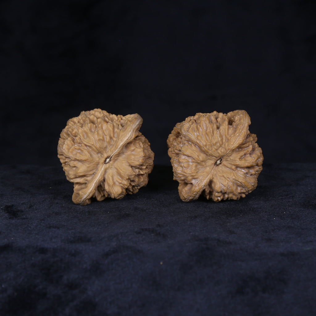 Close bottom view of The General's Crest Wenwan walnuts highlighting their layered ridges and organic variation.
