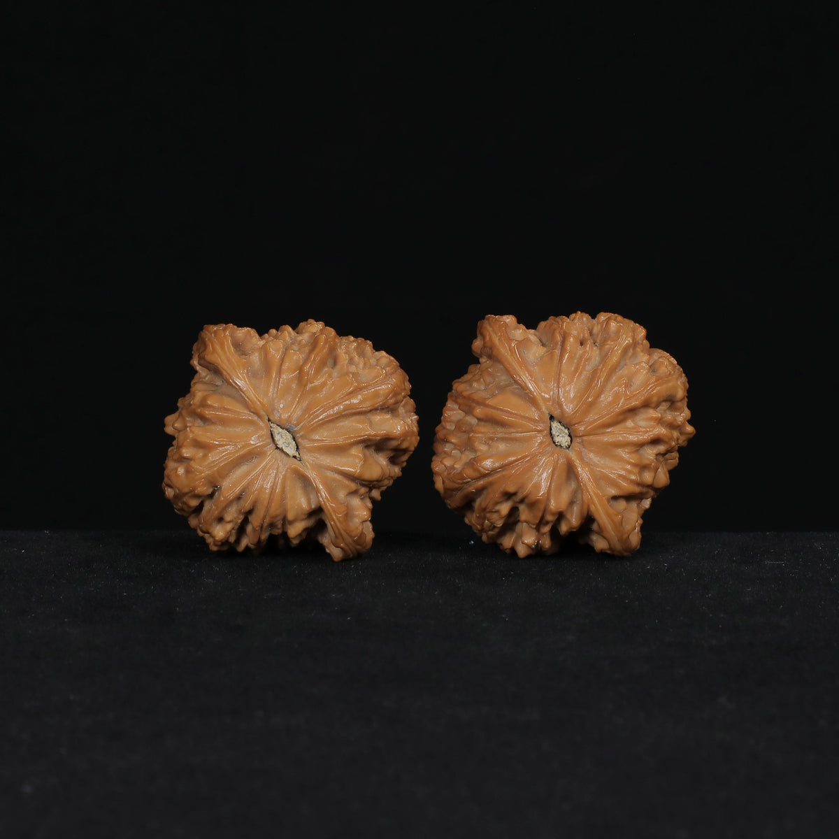 The Muted Zenith | Mo-Pan Walnut Set W7582