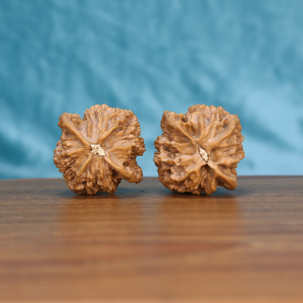 Single Di-Wang wenwan walnut on wooden surface, blue background – pointed spire natural texture close-up