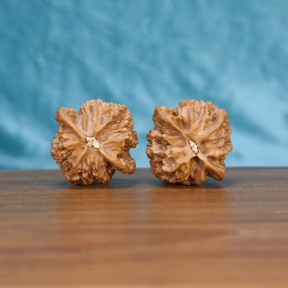 Single Di-Wang wenwan walnut on wooden surface, blue background – pointed spire natural texture close-up