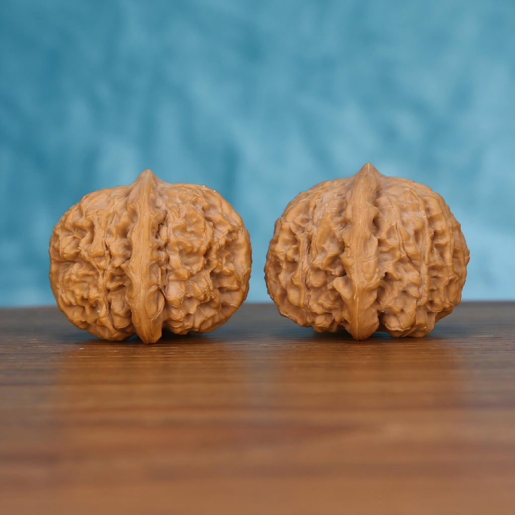 Pair of wenwan walnuts with sharp pointed tip and bold vertical seam, deeply folded wrinkled lobes and squat rounded form, side view on wooden surface with blue background
