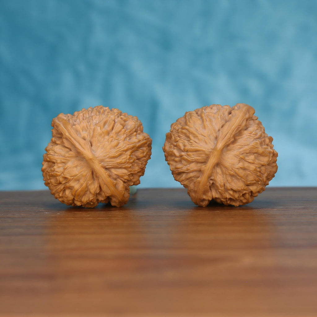 Pair of wenwan walnuts lying on side showing broad flat base with radiating fibrous seam lines and densely textured surface, bottom view on wooden surface with blue background
