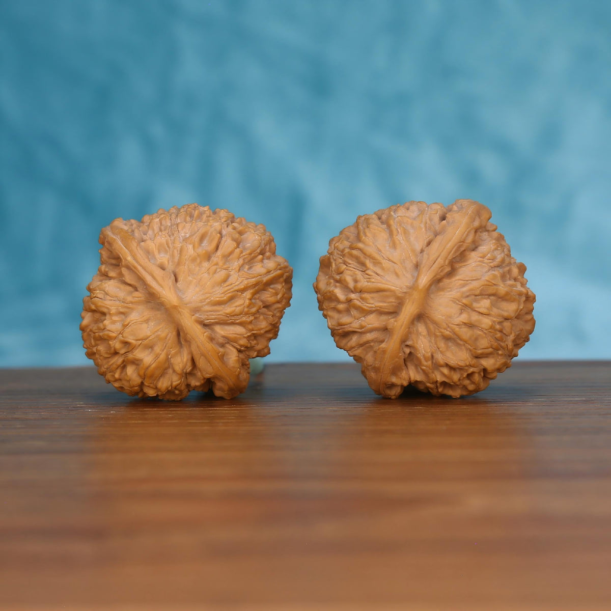 Pair of wenwan walnuts lying on side showing broad flat base with radiating fibrous seam lines and densely textured surface, bottom view on wooden surface with blue background
