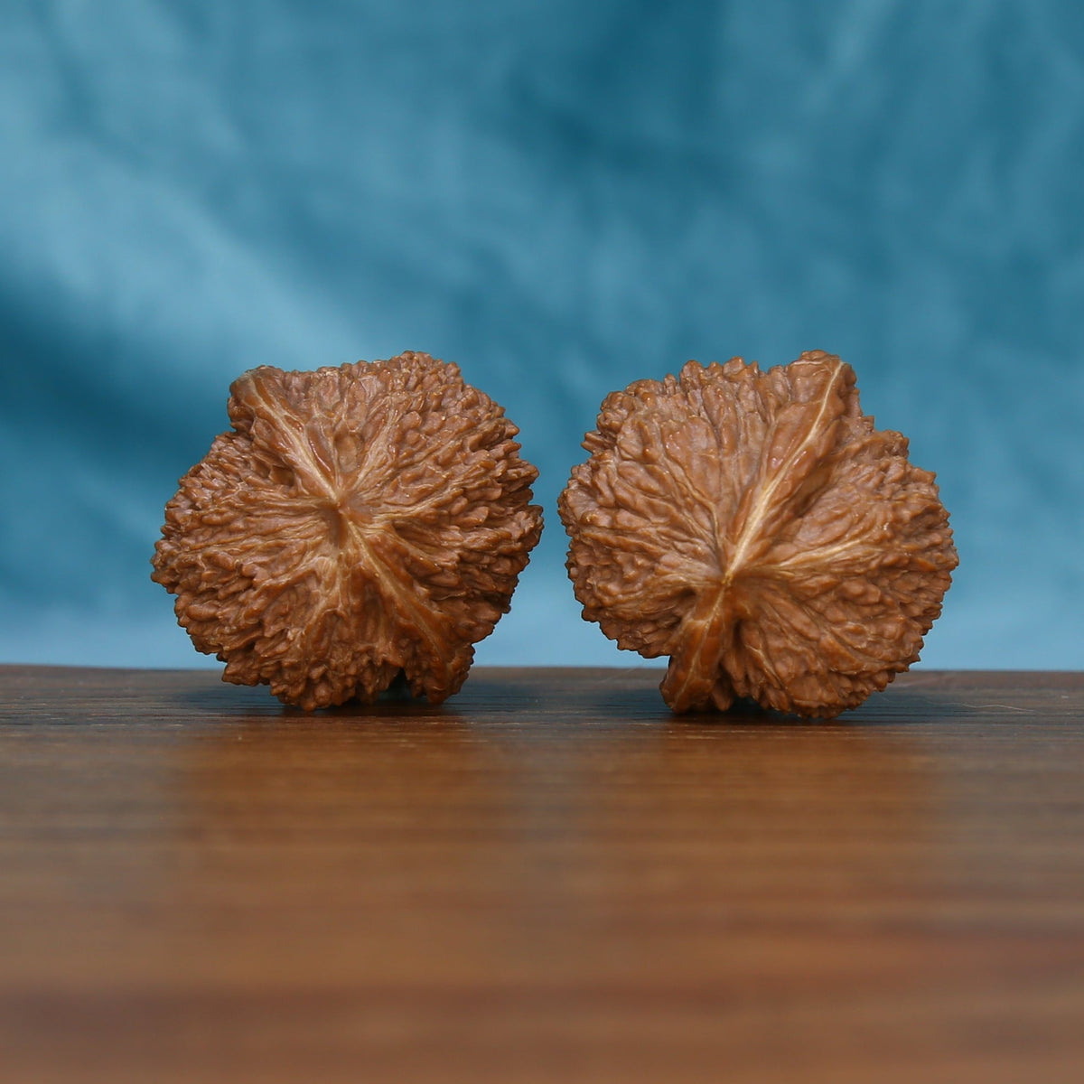Bottom view of The Amber Sentinels Wenwan walnuts showing their textured bases and distinctive sculpted edges.
