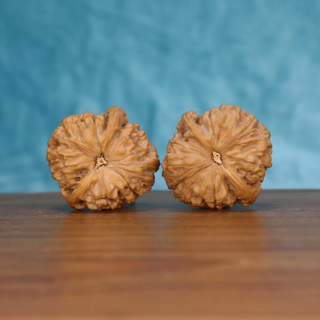 Pair of wenwan walnuts showing large flower-shaped top with bold deeply carved radiating petal lobes and exposed fibrous center eye, top view on wooden surface with blue background
