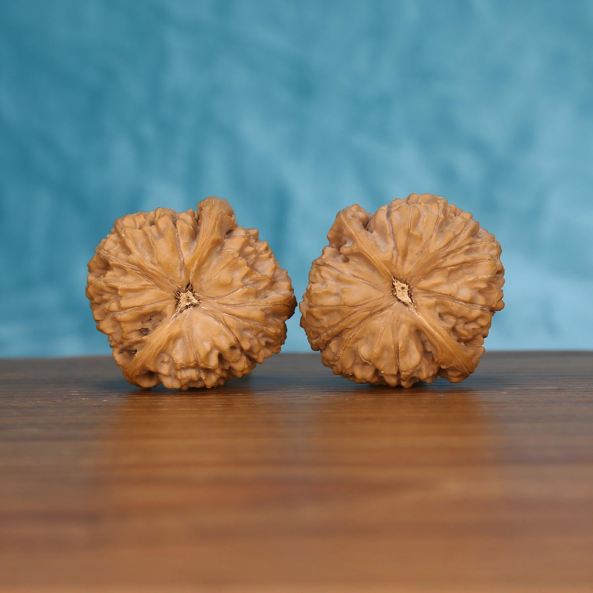 Pair of wenwan walnuts showing large flower-shaped top with bold deeply carved radiating petal lobes and exposed fibrous center eye, top view on wooden surface with blue background
