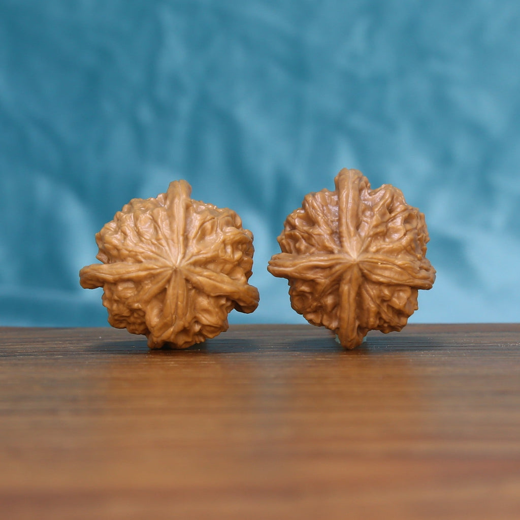 Back view of two Four-Ridge Wenwan walnuts showing distinct natural shell patterns
