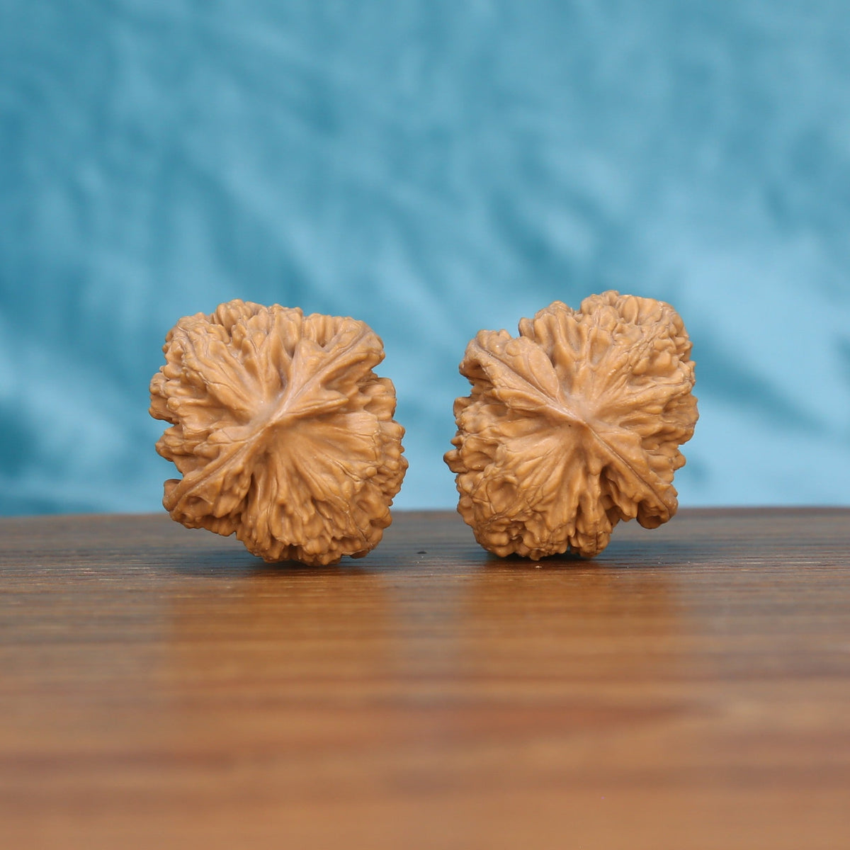  Single Xing-Tai-Yuan-Bao wenwan walnut bottom view on wooden surface – natural base and curved texture detail
