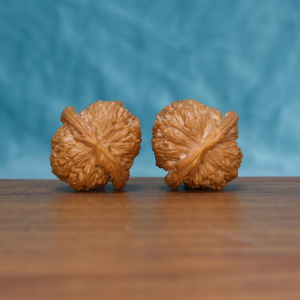 Alabaster Crest walnut botanical artifacts by mistbodhi – wild-harvested Lion's Head cultivar