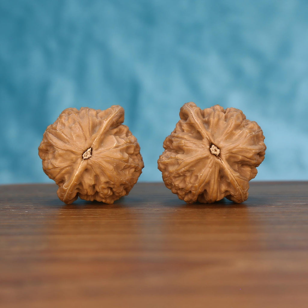 Pair of wenwan walnuts showing flower-shaped bottom with star center and petal-like ridges, bottom view on wooden surface with blue background
