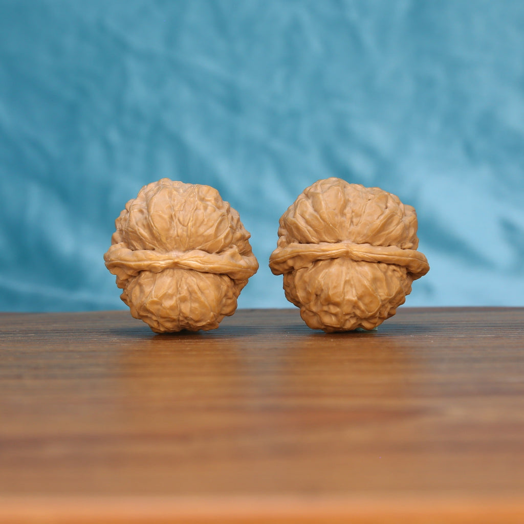 Ha-Ma-Tou walnut pair bottom view on wooden surface, natural flat shape and texture detail
