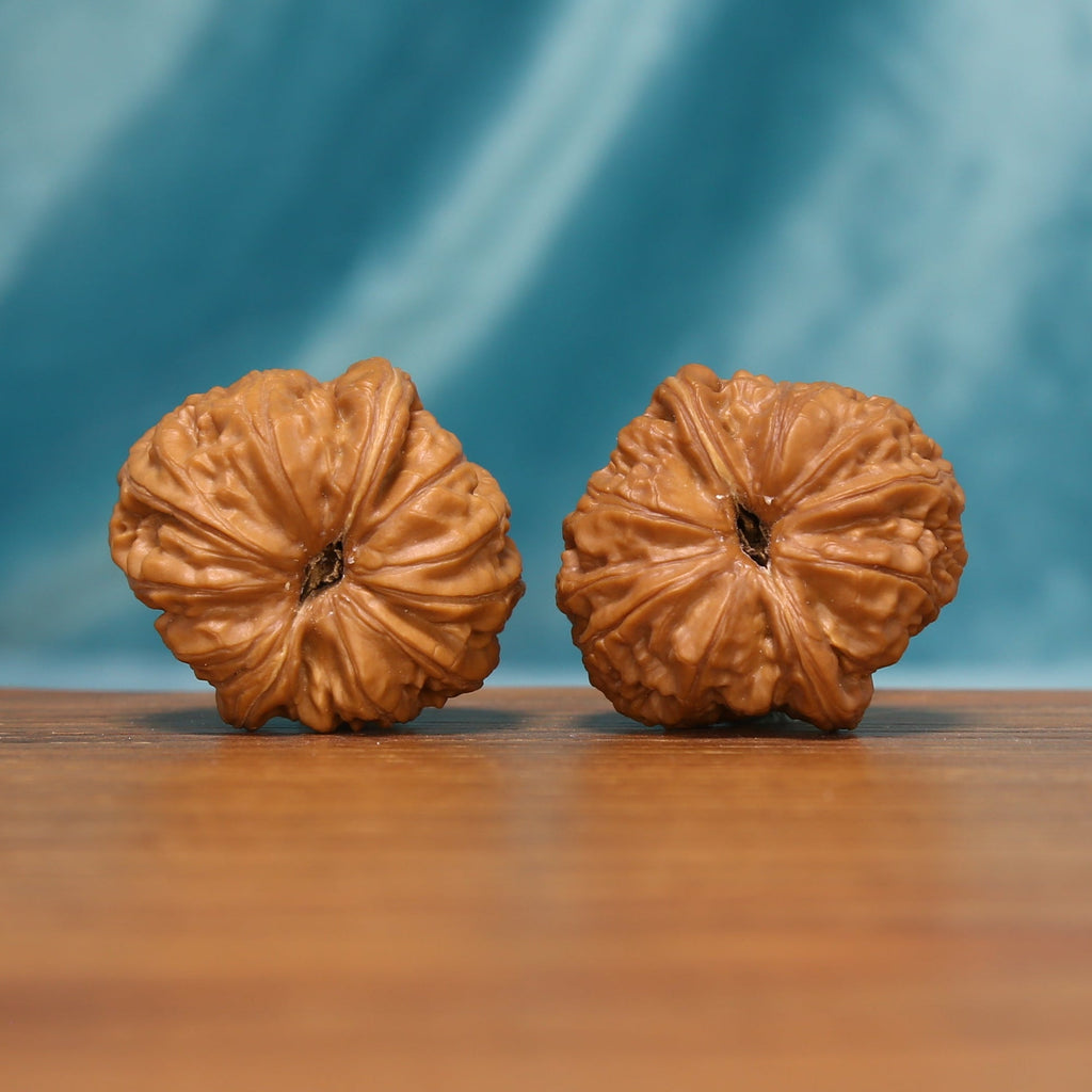 L24 Wenwan walnut pair shown from below, highlighting the flower-like base patterns and radiating ridges.

