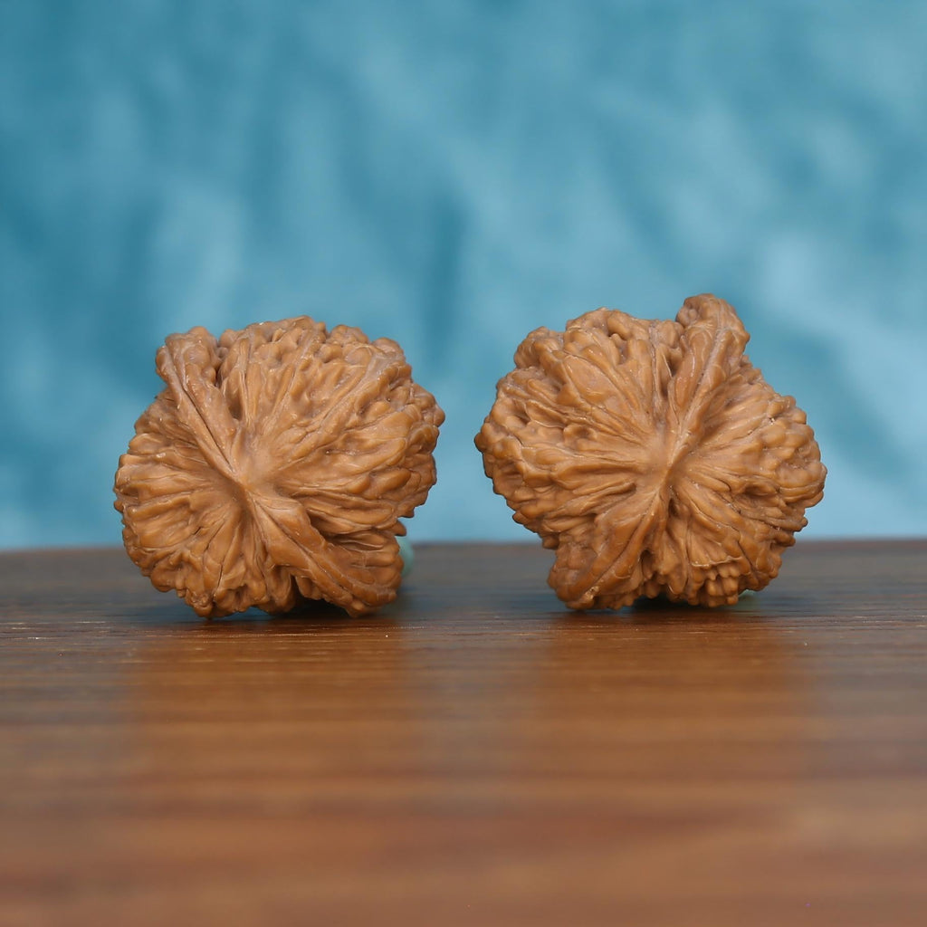 Pair of wenwan walnuts with bold vertical seam and irregular deeply wrinkled lobes, rounded form with pointed tip, side view on dark velvet surface with black background
