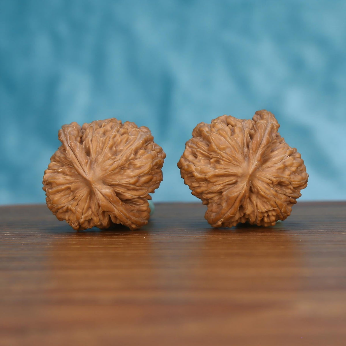 Pair of wenwan walnuts with bold vertical seam and irregular deeply wrinkled lobes, rounded form with pointed tip, side view on dark velvet surface with black background
