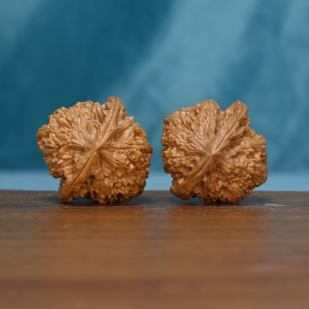 Base view of two 6209 Rosette Ridge wenwan walnuts showing radiating ridges
