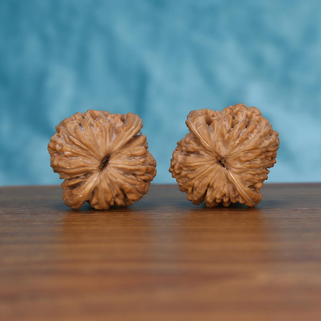 Pair of wenwan walnuts showing flower-shaped top with dense fine radiating petal ridges and small pinhole center eye, top view on dark velvet surface with black background

