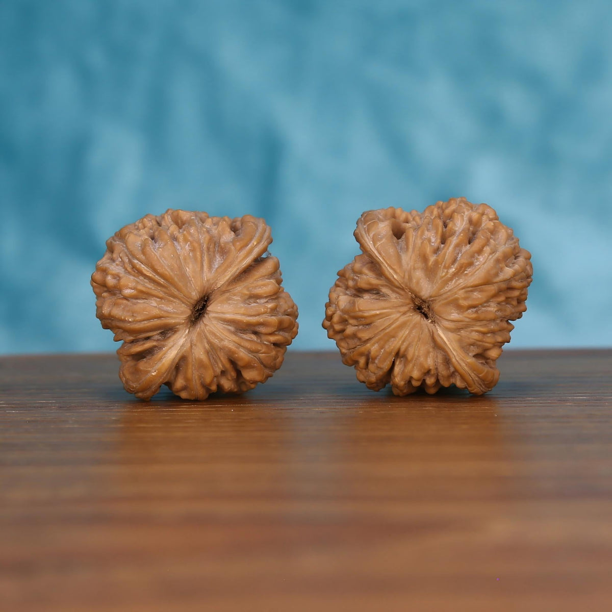 Pair of wenwan walnuts showing flower-shaped top with dense fine radiating petal ridges and small pinhole center eye, top view on dark velvet surface with black background
