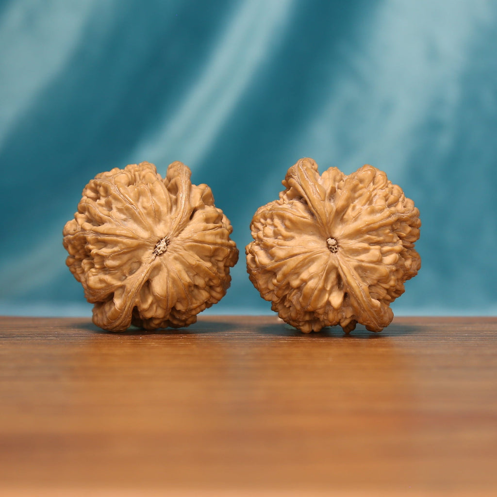 Bottom view of The Twin Peaks Wenwan walnuts displaying compact bases and distinctive natural ridges.
