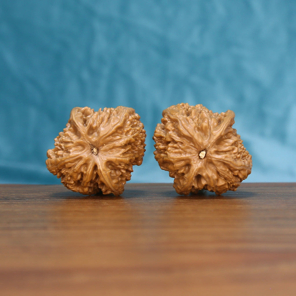 Bottom view of a matched Stone Wenwan walnut pair showing natural base details
