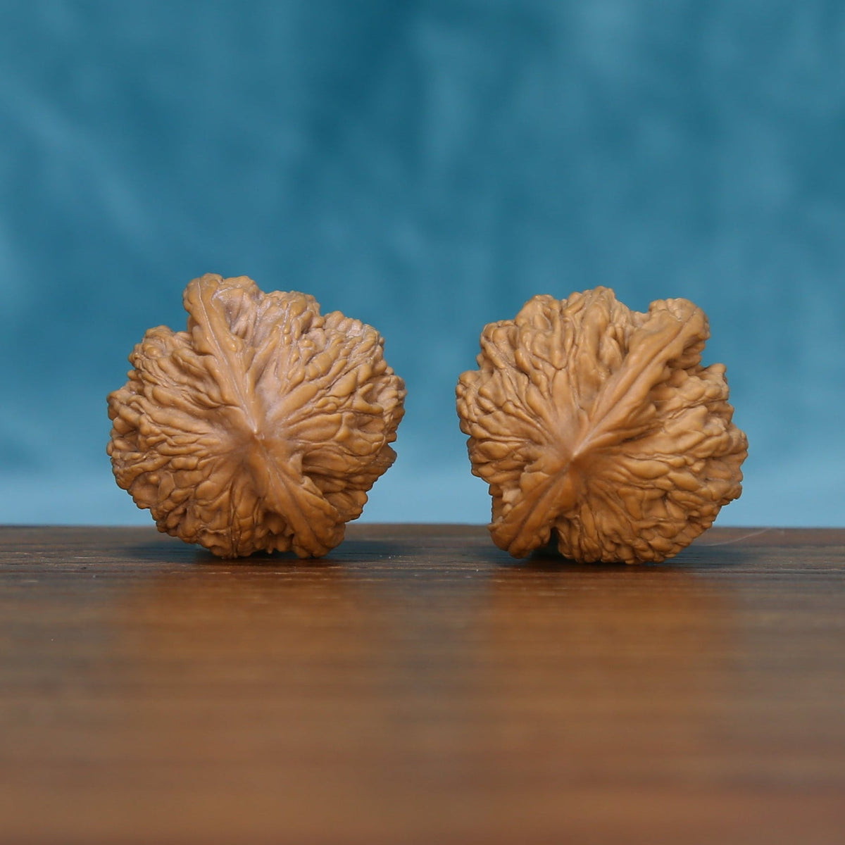 Bottom view of The Ivory Rounds Wenwan walnuts showing their textured bases and distinctive natural edges.
