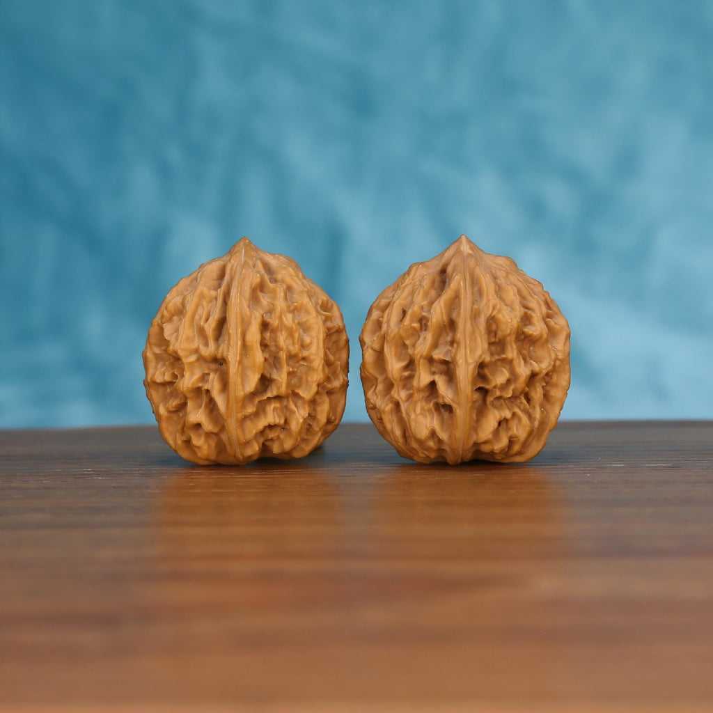 Pair of wenwan walnuts with sharp pointed tip and bold vertical seam, smooth upper surface with wrinkled lower lobes, side view on wooden surface with blue background
