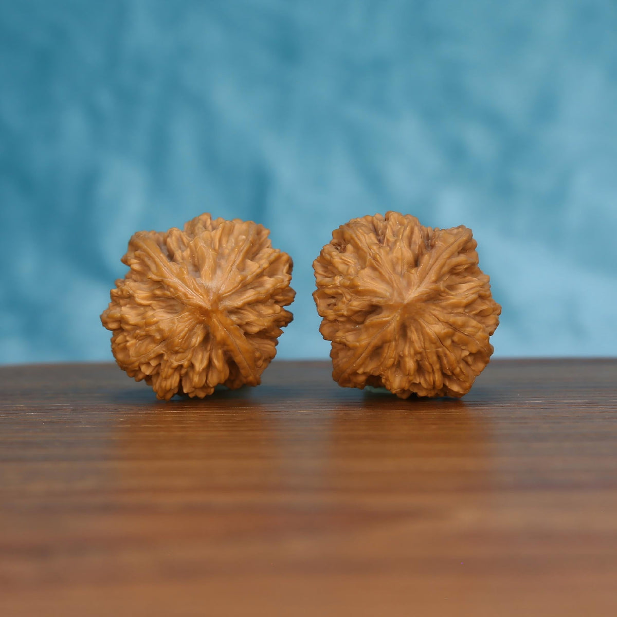 Pair of wenwan walnuts showing large ruffled flower-shaped top with densely layered petal lobes and open fibrous center, front-facing top view on wooden surface with blue background
