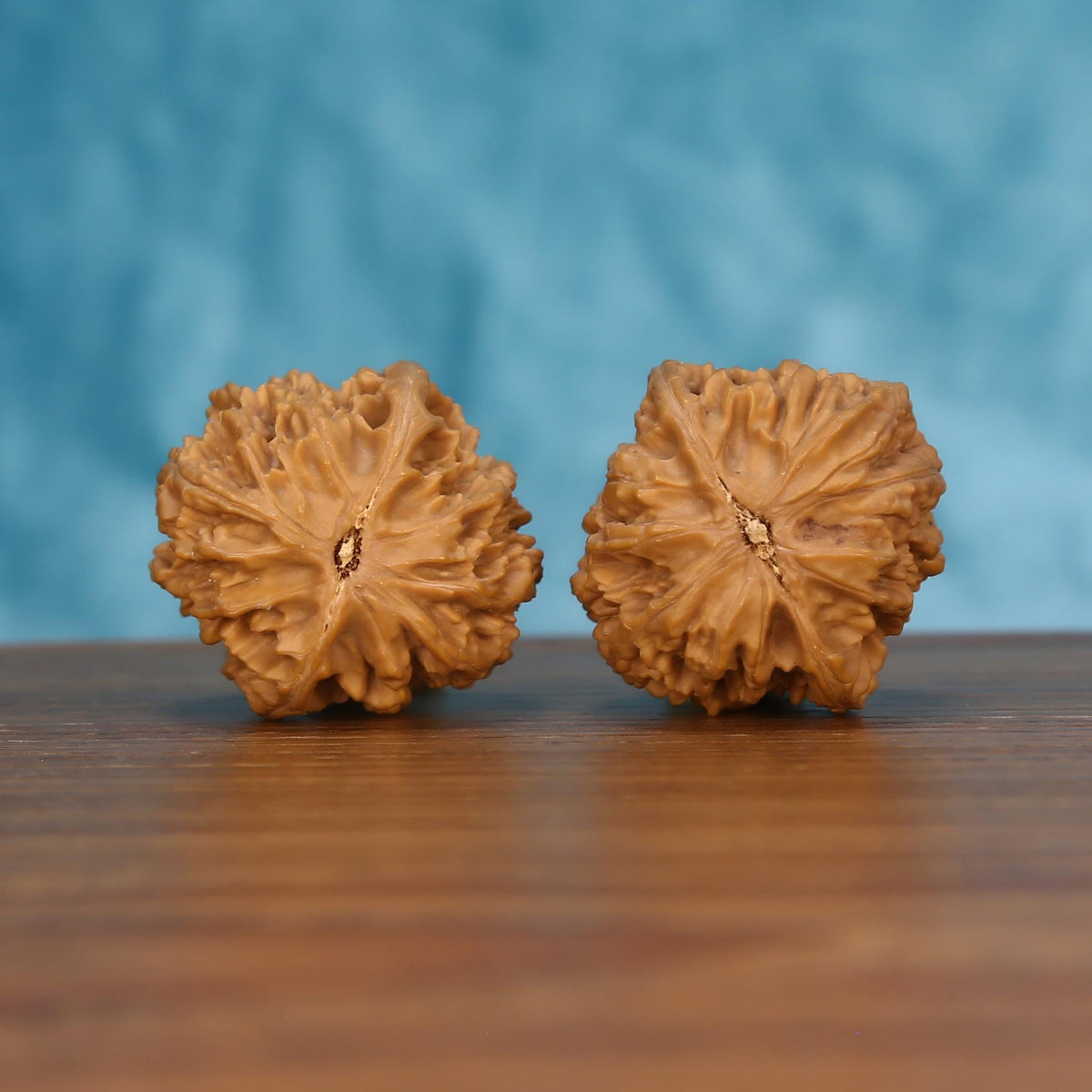 Pair of wenwan walnuts showing large flat flower-shaped top with broad smooth radiating petal lobes and exposed fibrous center eye, front-facing top view on wooden surface with blue background
