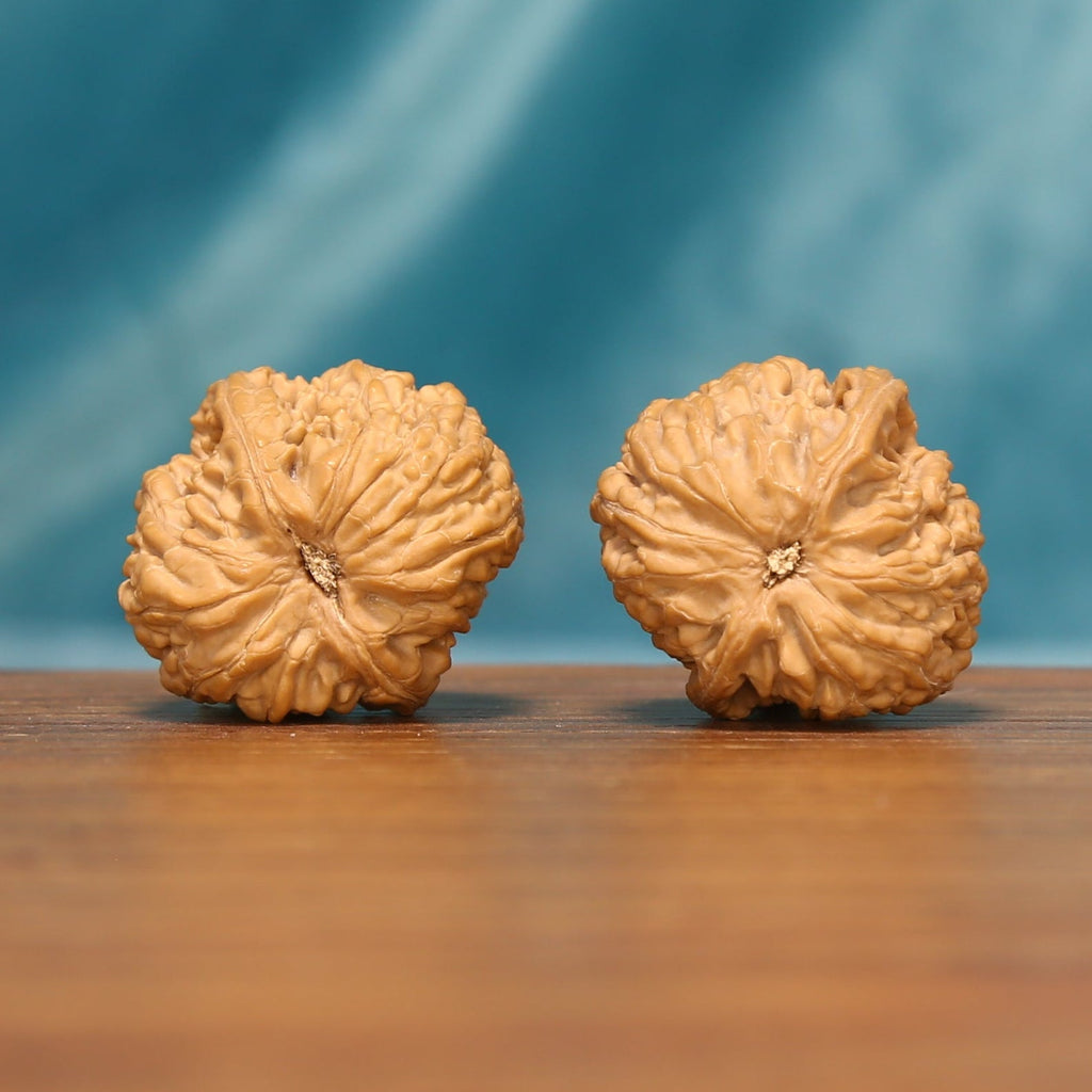 Bottom view of The Pocket Pebbles Wenwan walnuts displaying their compact bases and distinctive ridges.
