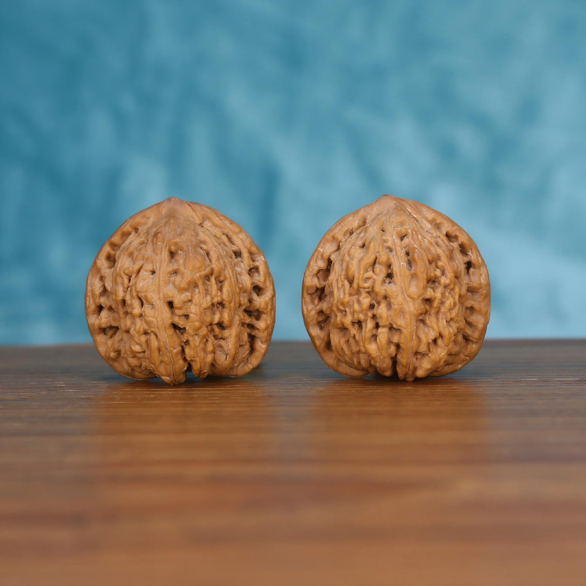 Pair of wenwan walnuts with dense deeply pitted wrinkled surface and broad rounded form, front view on wooden surface with blue background
