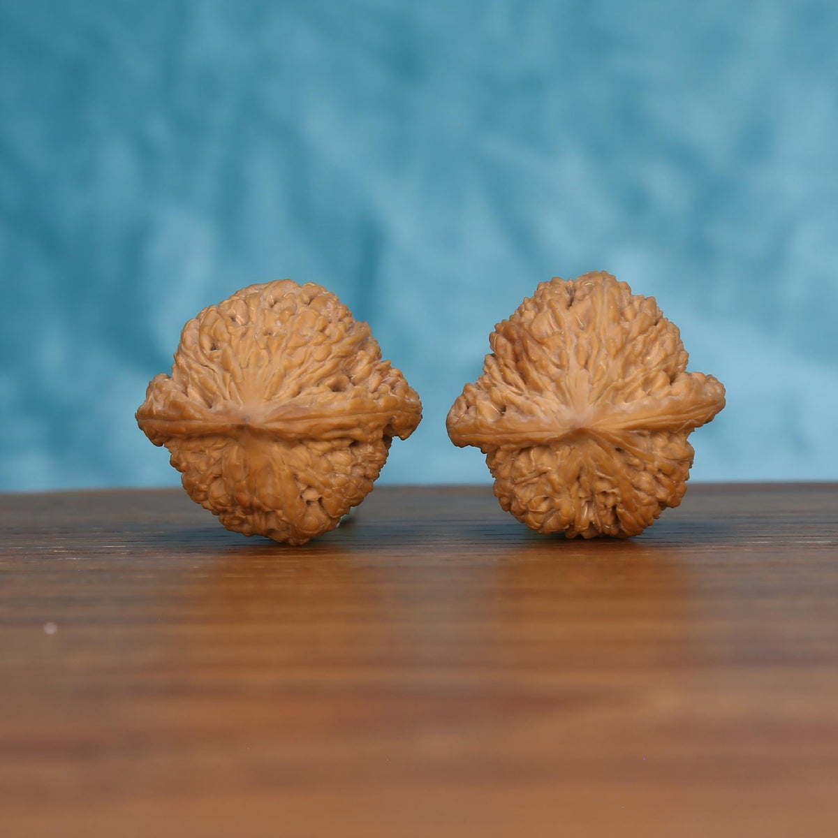 Pair of wenwan walnuts lying on their side showing broad flat equatorial seam with ruffled lacy texture on upper and lower halves, side view on wooden surface with blue background
