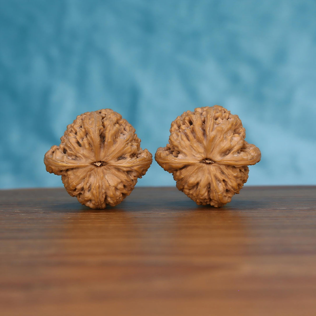 Pair of wenwan walnuts showing large flower-shaped top with broad smooth radiating petal lobes and small pinhole center eye, top view on wooden surface with blue background
