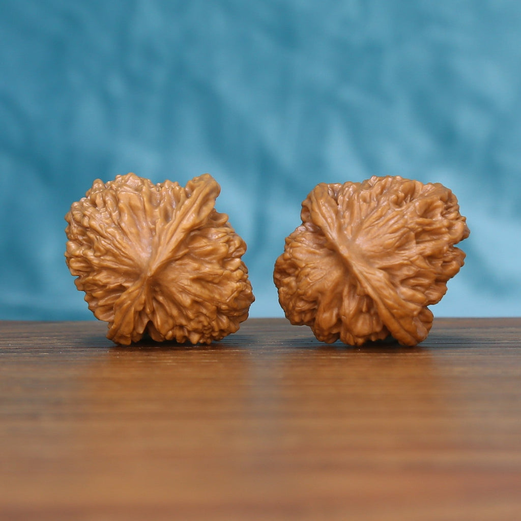 Back view of two Qinhuangdao Yuanbao Wenwan walnuts showing distinct natural shell patterns
