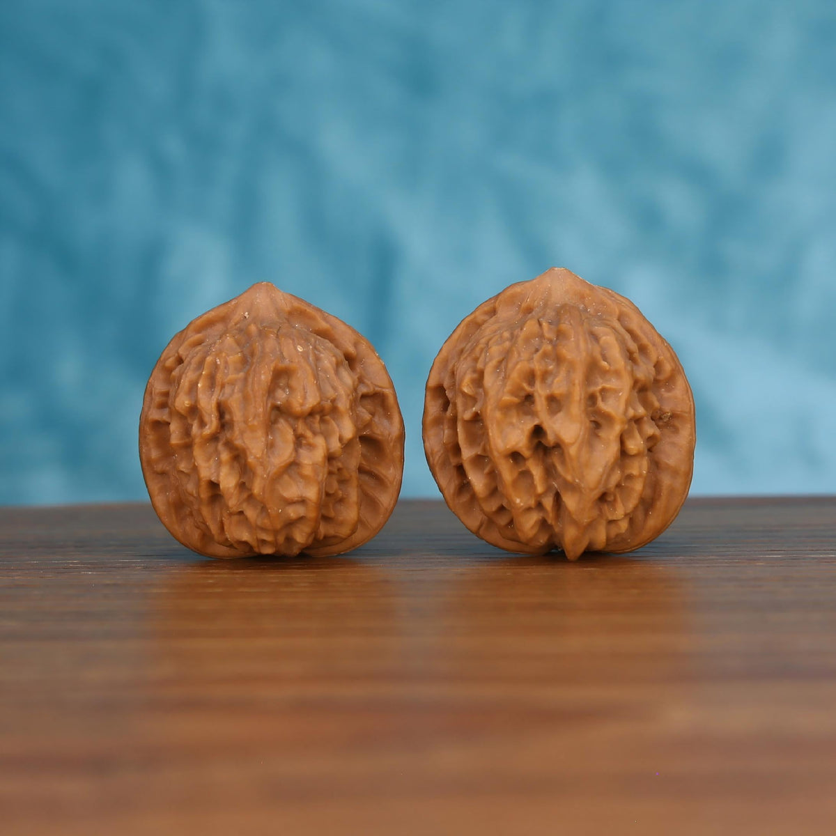 Pair of wenwan walnuts with deeply carved open wrinkled surface and wide rounded form, front view on wooden surface with blue background
