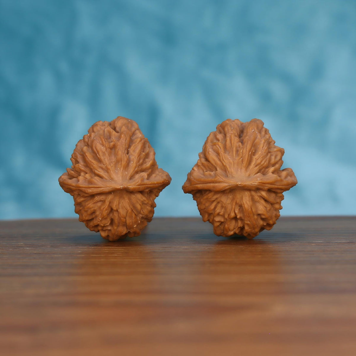Pair of wenwan walnuts tilted to show large flower-shaped top with densely layered ruffled petal lobes radiating from center seam, front-facing top view on wooden surface with blue background
