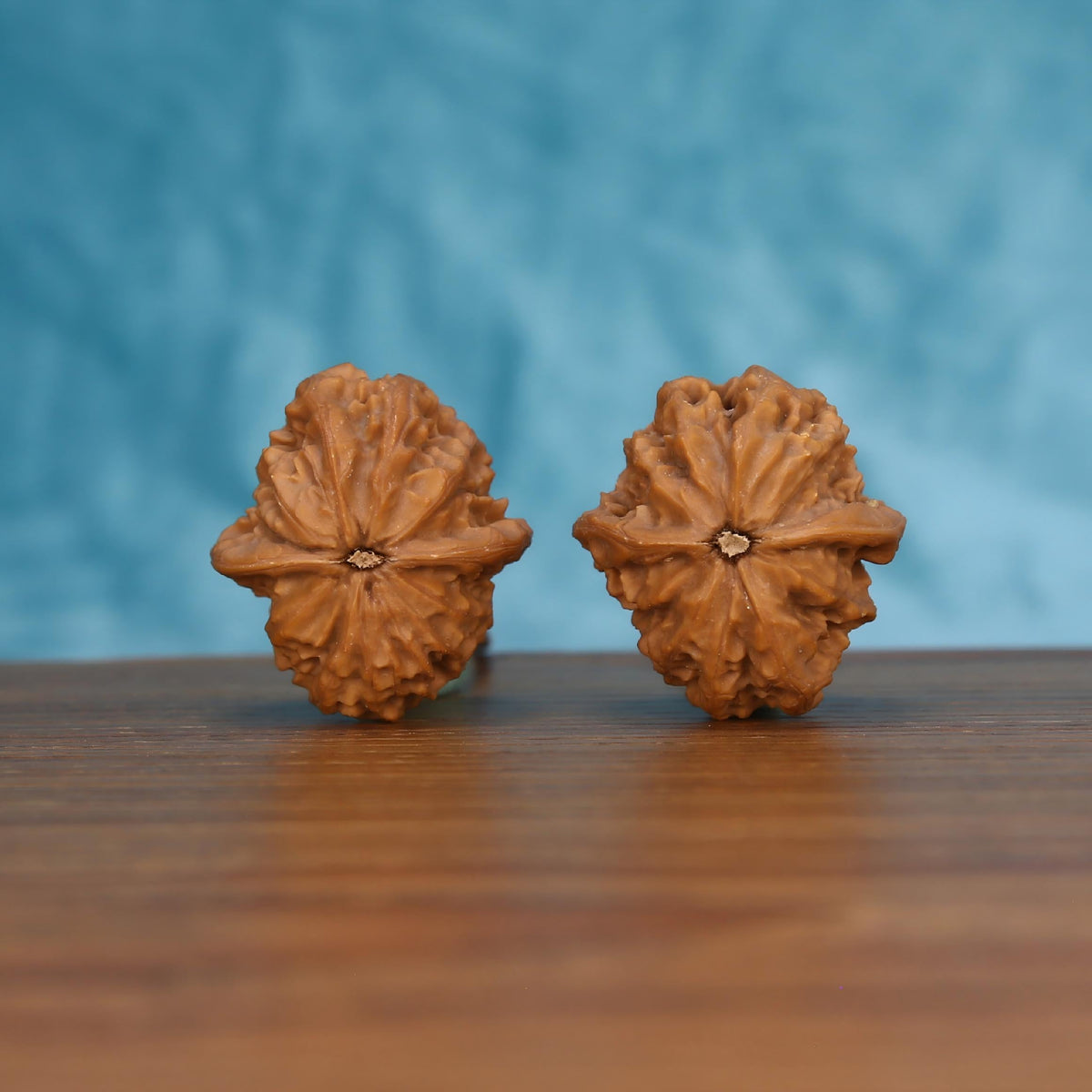 Pair of wenwan walnuts tilted to show large flower-shaped top with bold deeply carved radiating petal lobes and small pinhole center eye, front-facing top view on wooden surface with blue background
