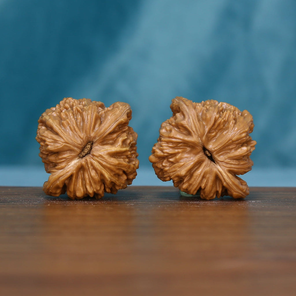 Base view of the 6127 wenwan walnut pair showing radiating ridges
