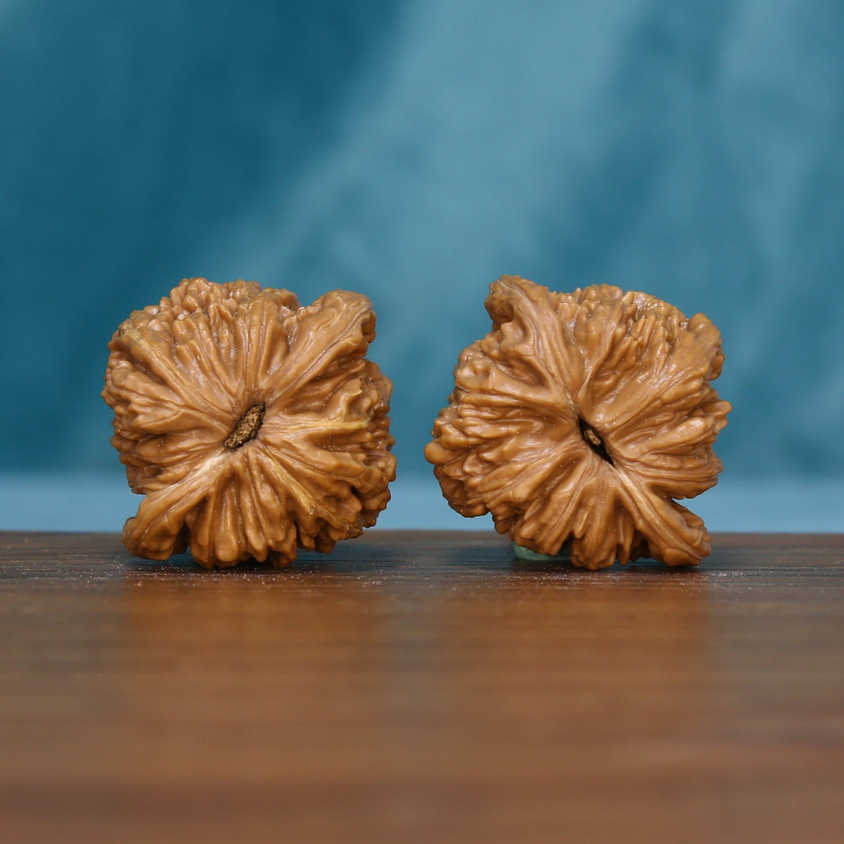 Base view of the 6127 wenwan walnut pair showing radiating ridges

