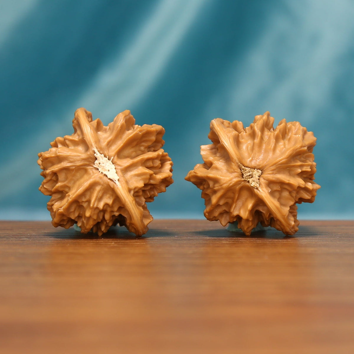 L18 Wenwan walnut pair shown from below, highlighting the natural base patterns and radiating ridges.
