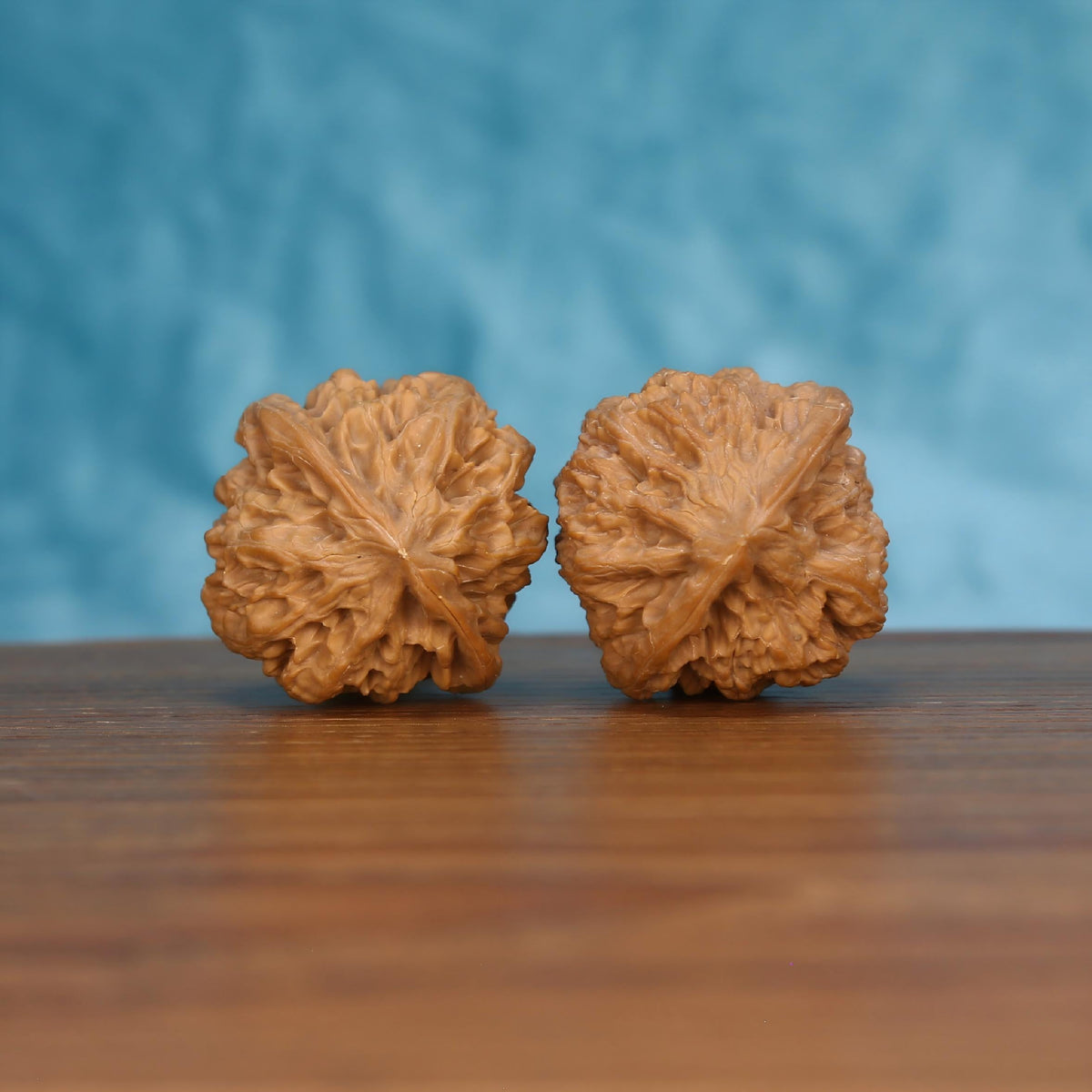 Pair of wenwan walnuts lying flat showing large flower-shaped top with broad ruffled petal lobes spreading wide and open fibrous center, front-facing top view on dark velvet surface with black background
