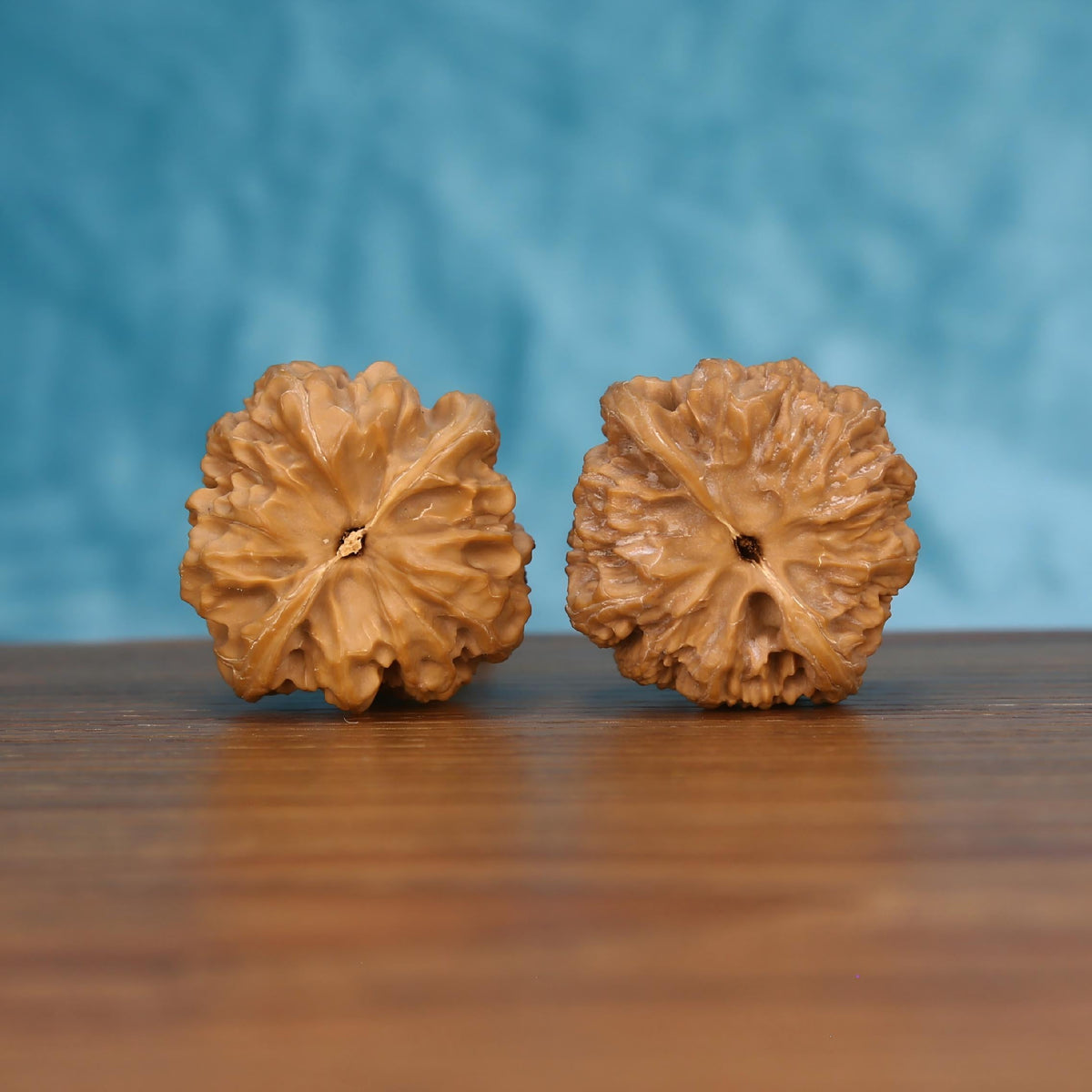 Pair of wenwan walnuts showing large flat flower-shaped top with broad smooth radiating petal lobes and small pinhole center eye, top view on dark velvet surface with black background
