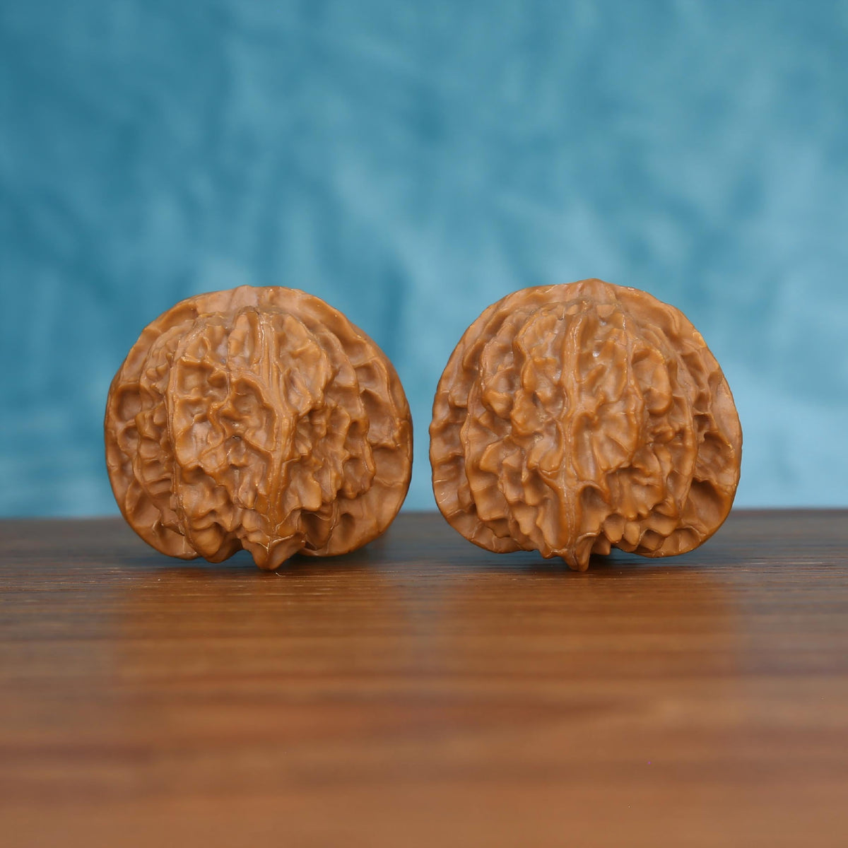 Pair of wenwan walnuts with deeply wrinkled brain-like surface texture, front view on wooden surface with blue background
