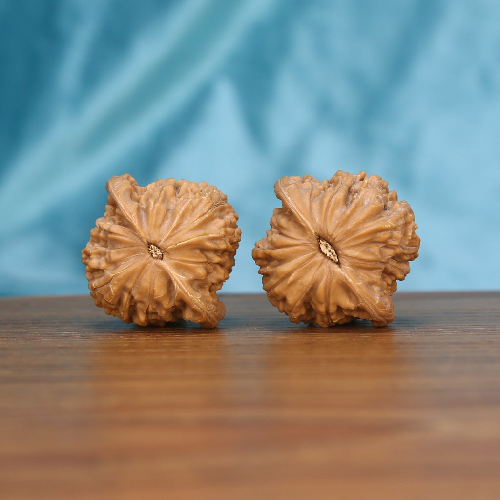 Single Mo-Pan wenwan walnut close-up showing intricate natural ridge pattern – Muted Zenith collection

