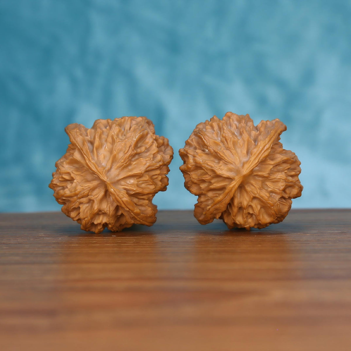 Pair of wenwan walnuts showing flat flower-shaped top with radiating leaf-vein ridges, top view on wooden surface with blue background
