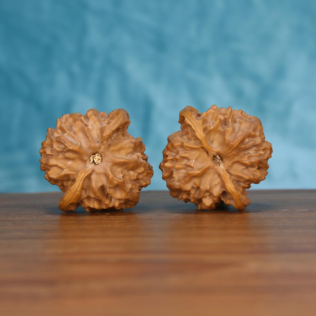 Pair of wenwan walnuts showing flower-shaped top with star center and layered petal ridges, top view on wooden surface with blue background
