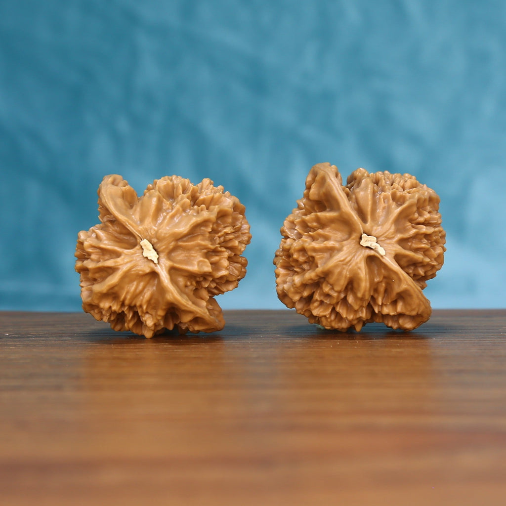 Top view of the Emperor wenwan walnut pair 6144, showing the star-shaped ridged crown of each walnut
