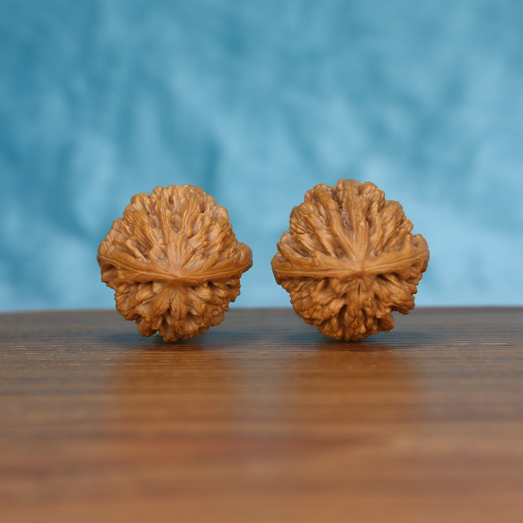 Pair of wenwan walnuts showing flower-shaped top with dense radiating petal ridges, top view on wooden surface with blue background
