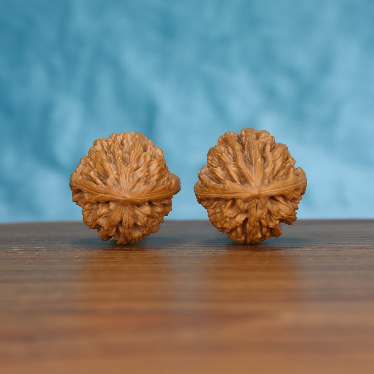 Pair of wenwan walnuts showing flower-shaped top with dense radiating petal ridges, top view on wooden surface with blue background
