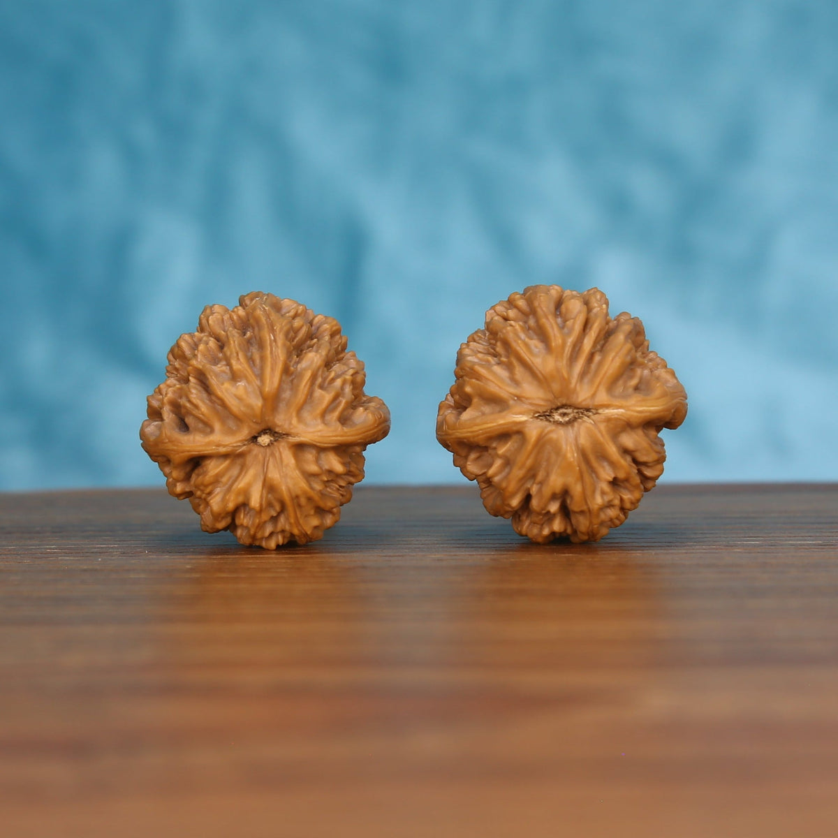 Pair of wenwan walnuts showing flower-shaped top with layered petal ridges and central eye detail, top view on wooden surface with blue background
