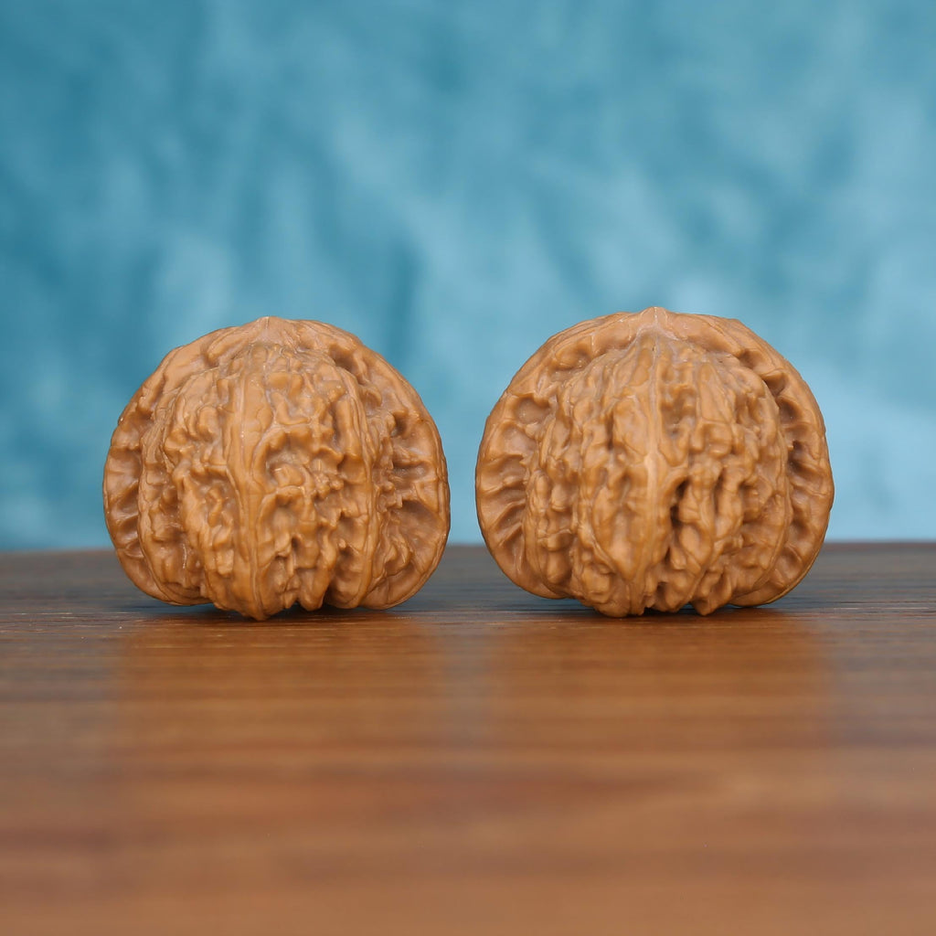 Pair of wenwan walnuts with deeply wrinkled brain-like surface and wide flat form, front view on wooden surface with blue background
